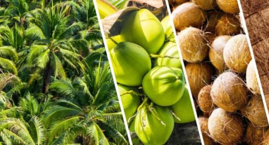 Insurance Scheme for Coconut Cultivations